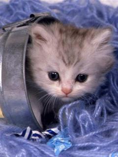 Other Wallpapers 0538